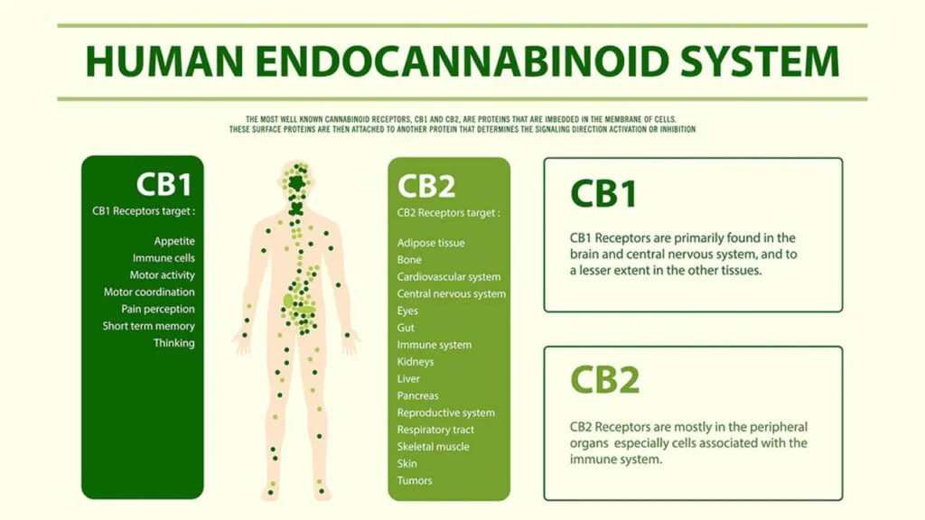 Endocannabinoid System Explained: How It Impacts Your Cannabis Experience