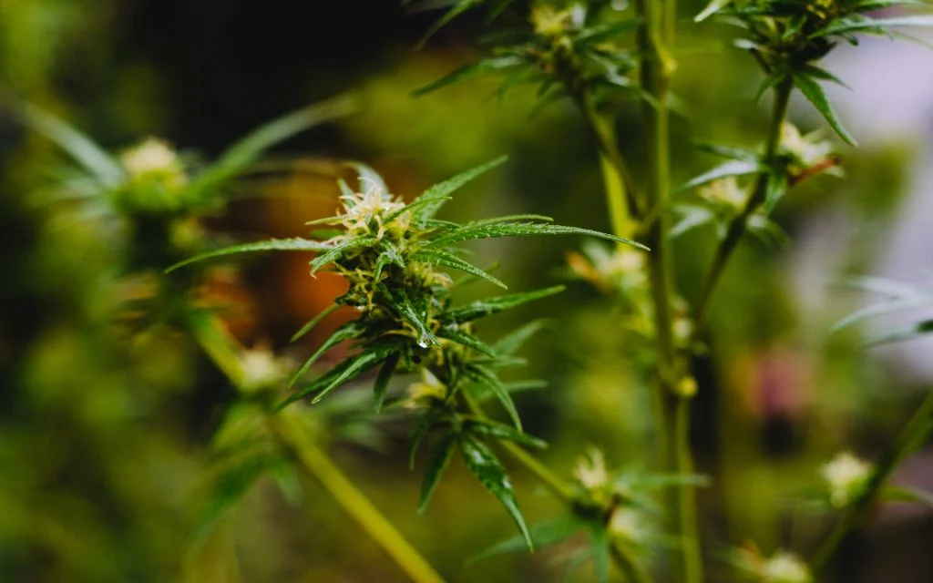 Cannabis Terpenes 101: How They Affect Flavor & Effects