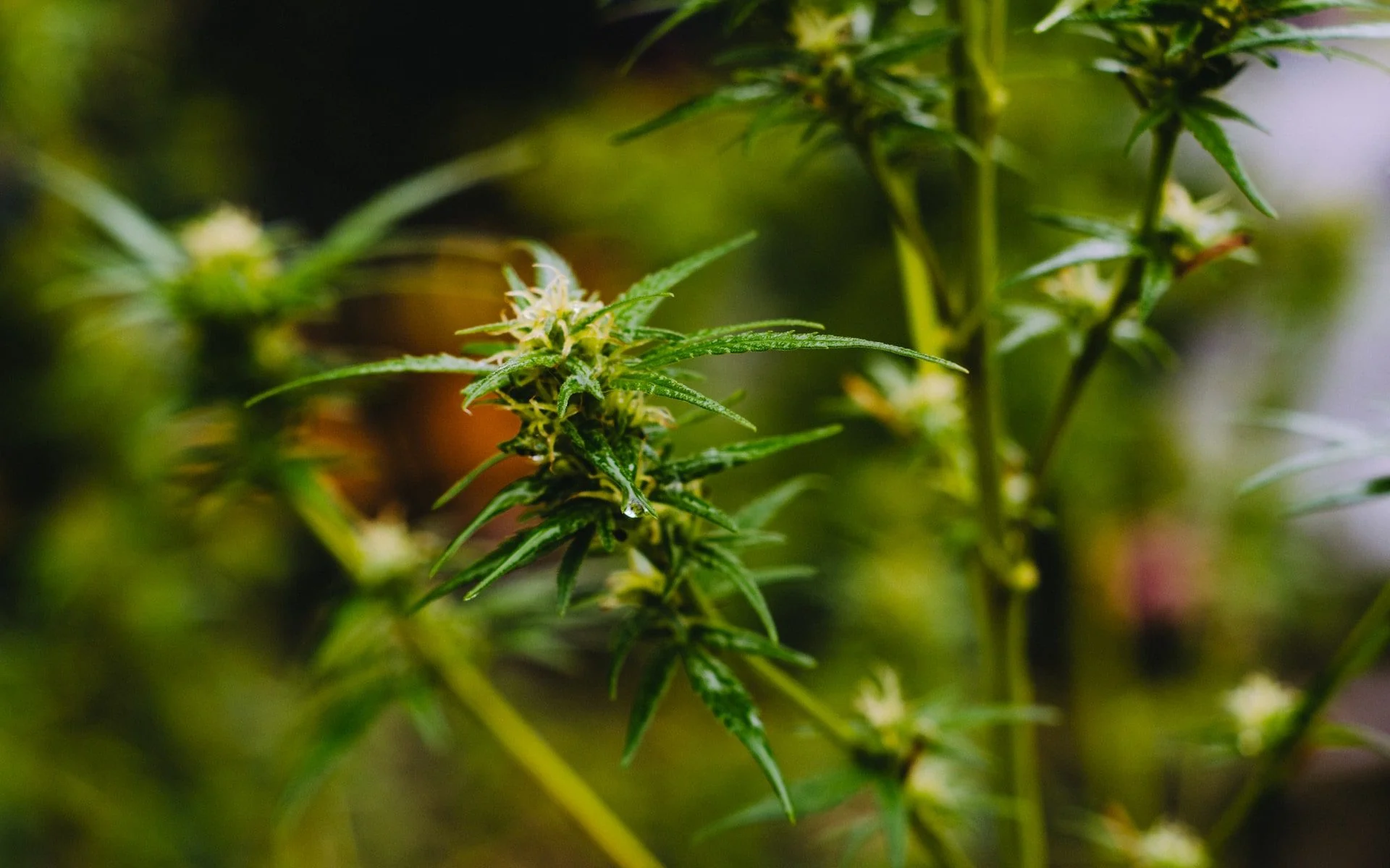 Cannabis Terpenes 101: How They Affect Flavor & Effects