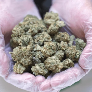 CAMP Cannabis