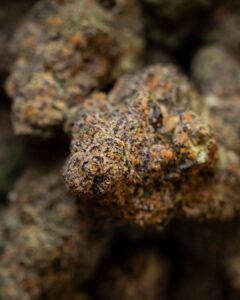 marilyn monroe strain by honeygreen