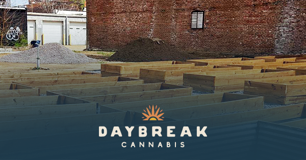 Daybreak Cannabis dirt