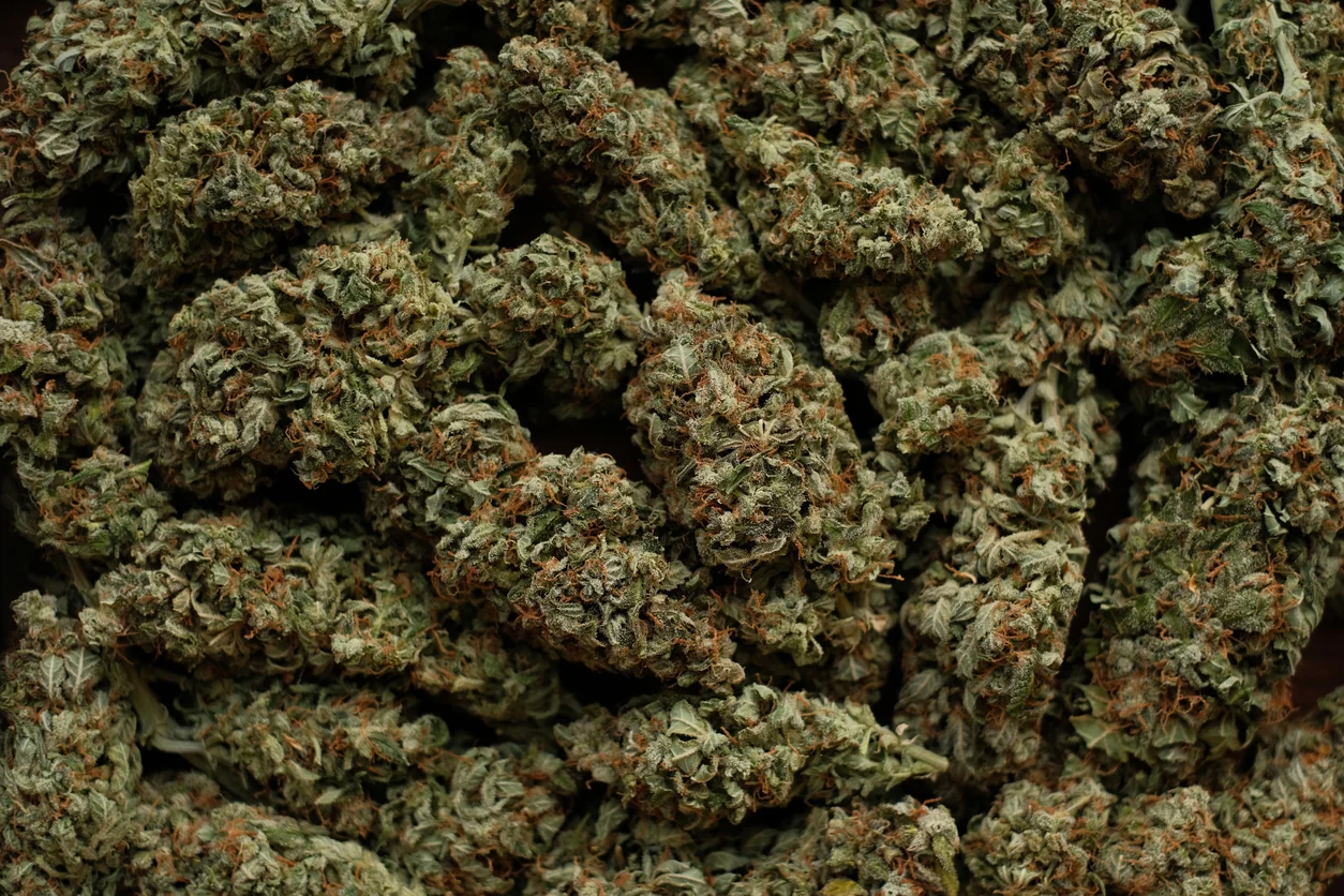 THC Percentages Meaning: What Really Matters When Choosing Cannabis Flower