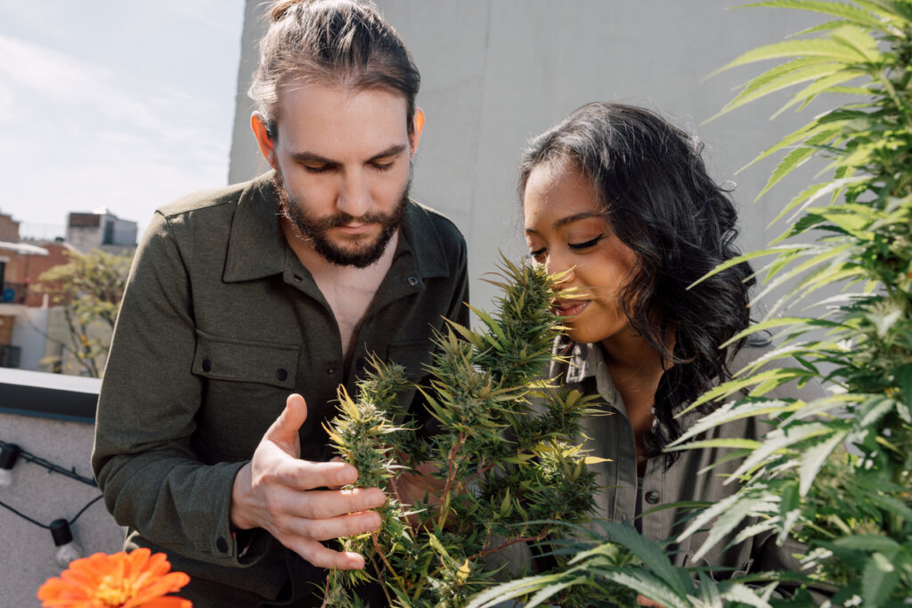 The Ultimate St. Louis Dispensary Guide: How to Choose the Right One for You