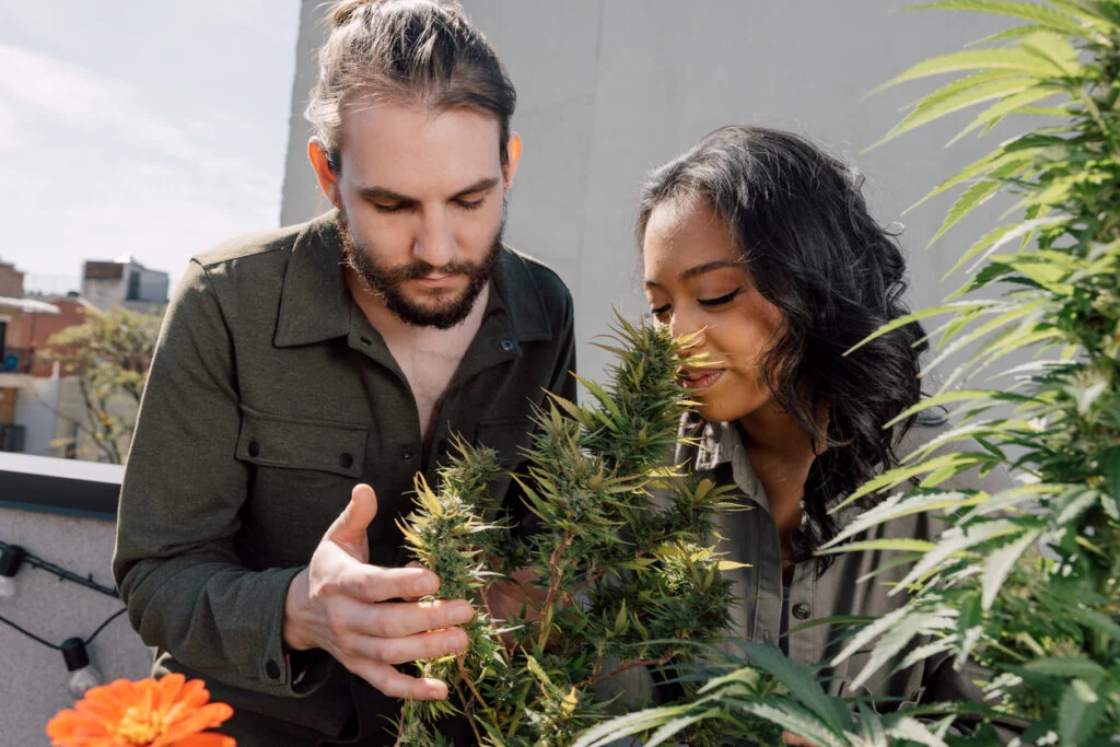 The Ultimate St. Louis Dispensary Guide: How to Choose the Right One for You