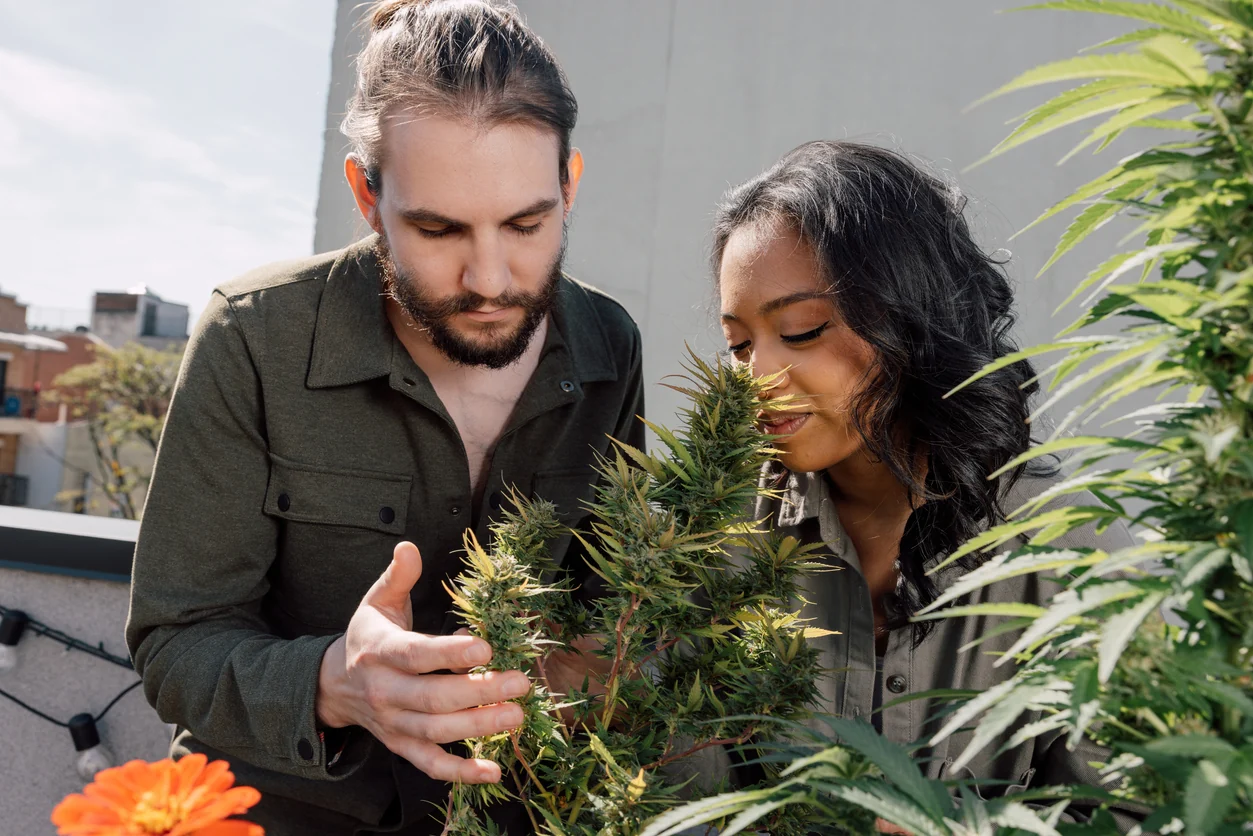 The Ultimate St. Louis Dispensary Guide: How to Choose the Right One for You