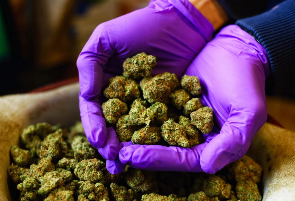 Cannabis Flower vs. Concentrates: Which Is Right for You?