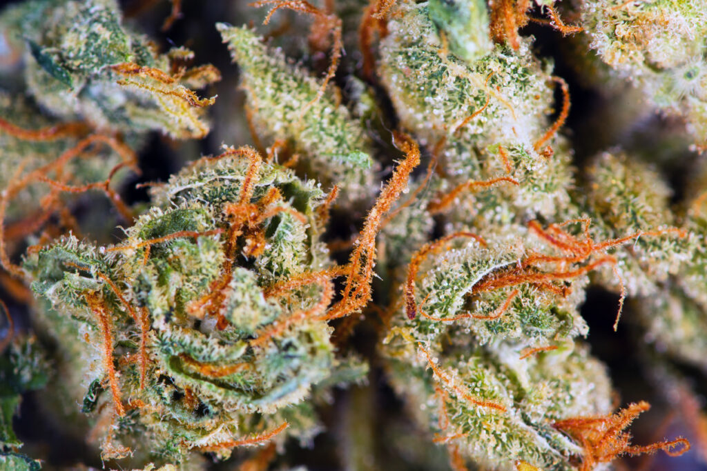 How to Choose the Best Cannabis Flower for Your Needs