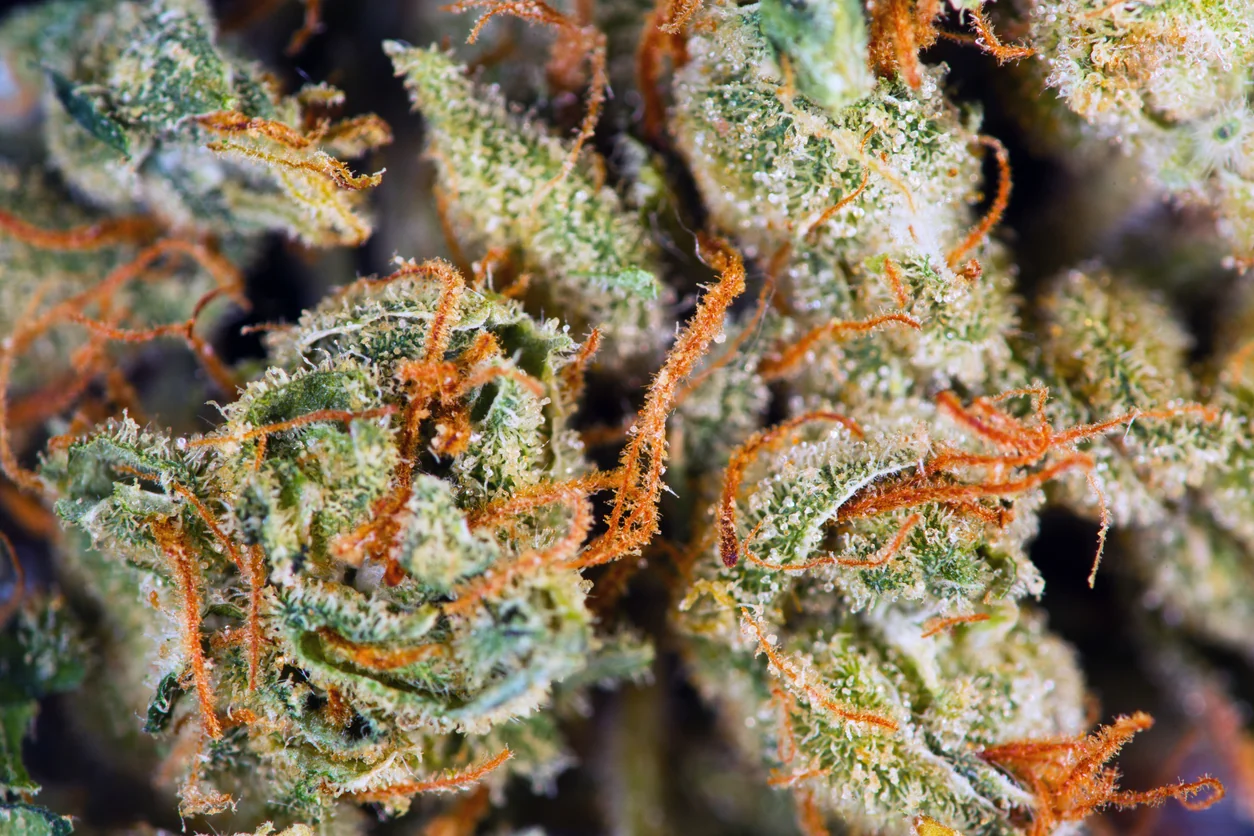 How to Choose the Best Cannabis Flower for Your Needs
