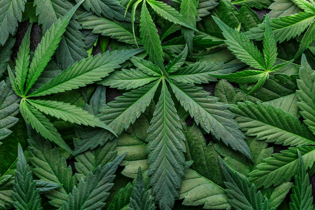 Cannabis Myths: What Every Consumer Should Know in 2026