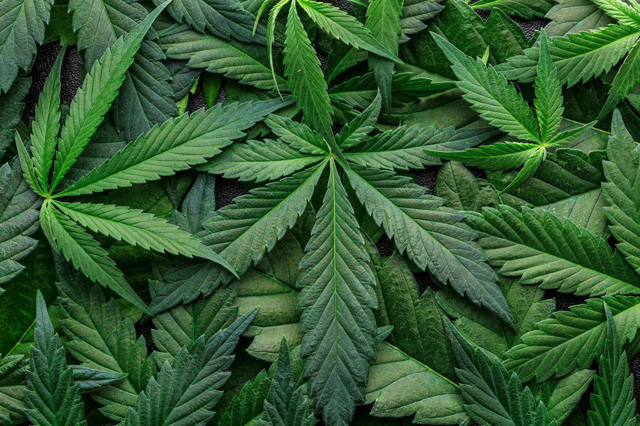 Cannabis Myths: What Every Consumer Should Know in 2026