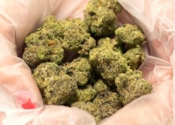 gloved hands holding VIBE Cannabis Blue Blockers