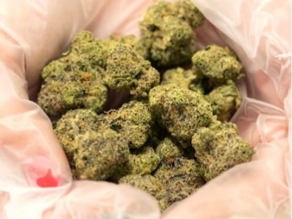gloved hands holding VIBE Cannabis Blue Blockers