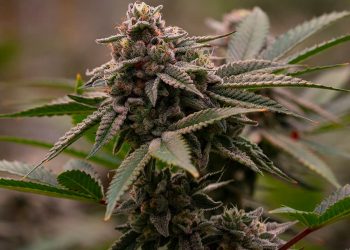 daybreak 10 g's flower