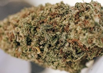 Daybreak-Lemon-Cake-cta