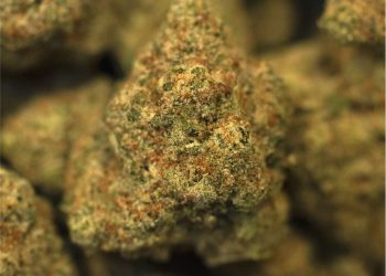 Daybreak Cannabis AF1