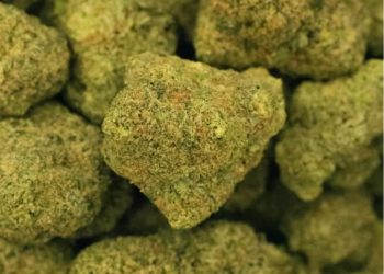 Daybreak Cannabis Zkittles x Do-Si-Do flower