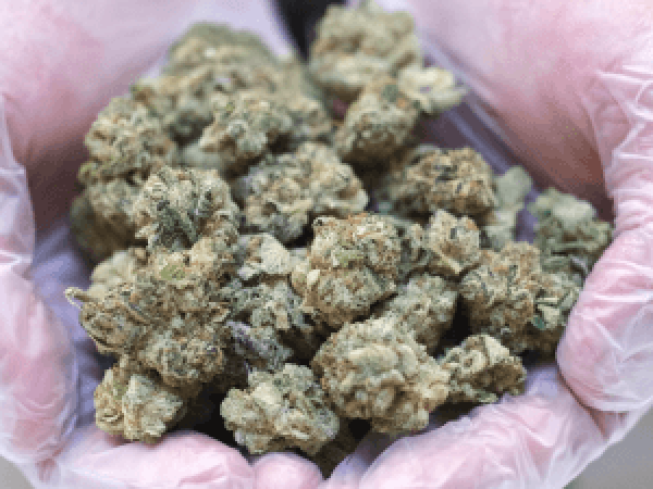 CAMP Cannabis