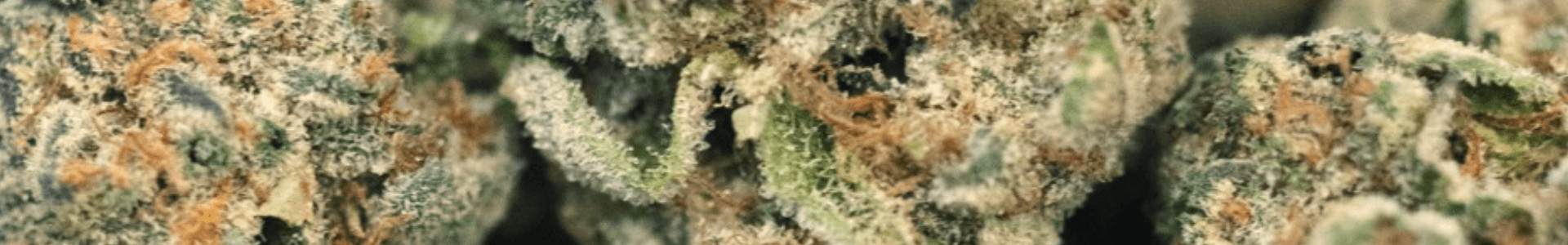 CAMP Cannabis Nugs