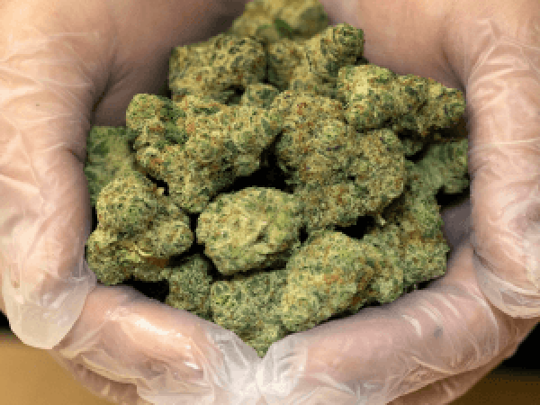 CAMP Cannabis Pink Certz