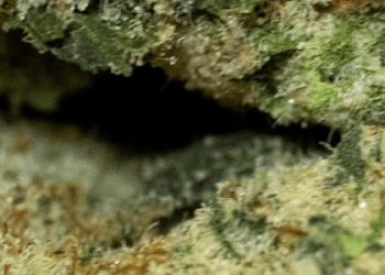 CAMP Cannabis Pink Certz