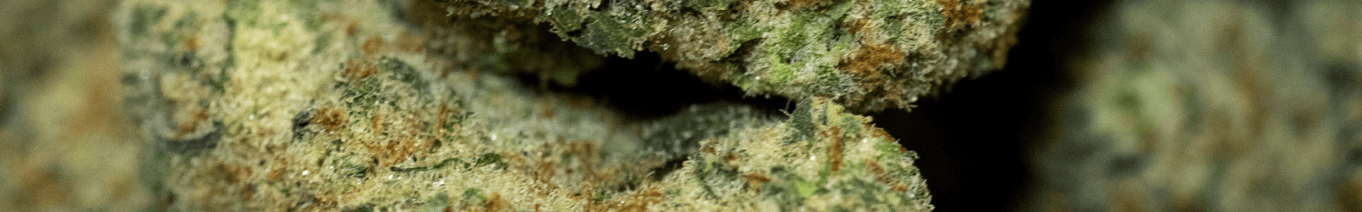 KG-Choice_Cuts-CAMP_Cannabis-Pink_Certz-12-05-24-920×300 CAMP Cannabis Pink Certz