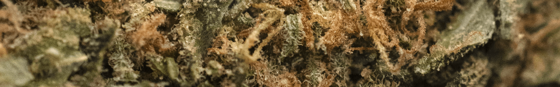 Daybreak Cannabis Golden Goat