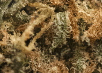 Daybreak Cannabis Golden Goat