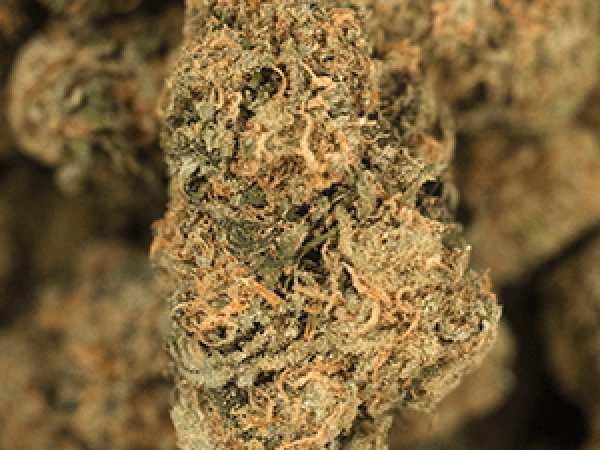 Daybreak Cannabis Golden Goat