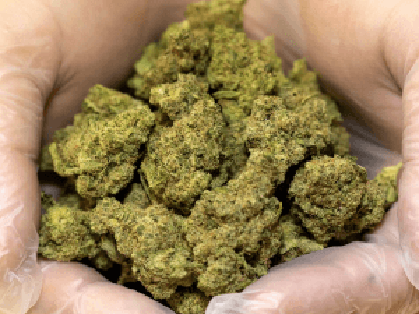 Daybreak Cannabis Lemonage