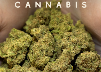 KG-Choice_Cuts-Daybreak_Cannabis-Lemonage-11-14-24-qx25bqnxrx1dpko7a9hcek6k15thilhn0uflrc58cc