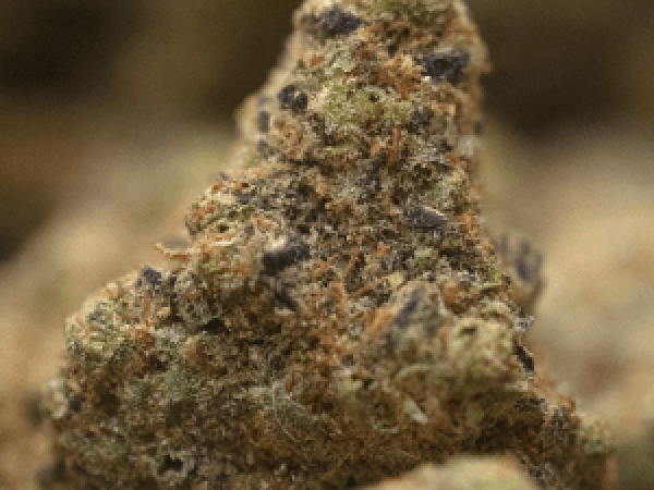 Modified Grapes by In the Flow Cannabis