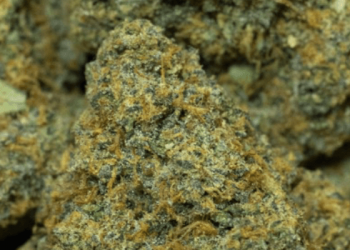 KG-Choice_Cuts-Vivid-RS11-10-25-24-2-qw3f9zw0fp0fqhj76v2pddpoegsam1qcnx6xf7miek