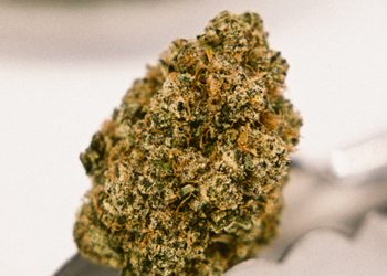 hash-burger-blog-cta2