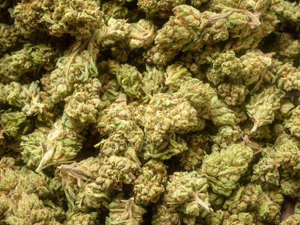 Heap of organic marijuana close up full frame