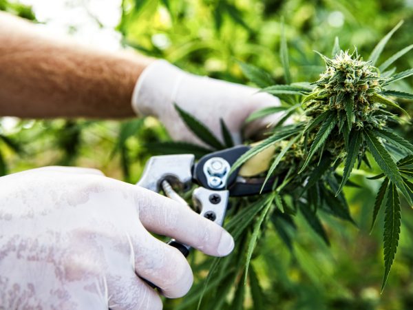 This is a stock photograph involving cannabis, marijuana and its implications in America has just slowly been legalized and used for medicinal and medical purposes and what that means to our economy and culture.