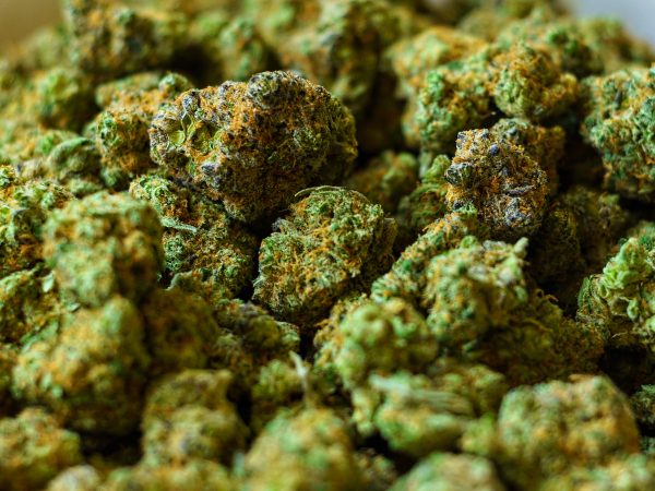 Bowl of Buds at Marijuana Dispensary -  Closeup details shots of fresh kind buds.