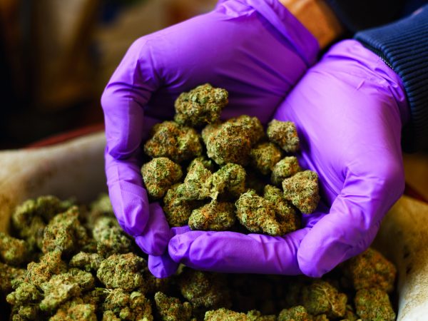 Hands with Purple Latex Gloves Holding Marijuana Buds