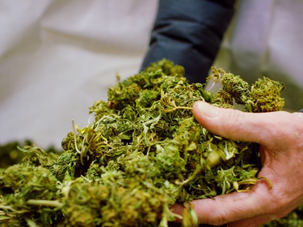 A Caucasian Man's Hands Picking up a Handful of Dry, Untrimmed Marijuana (Cannabis) Buds in an Indoor Growing Facility (Hemp)