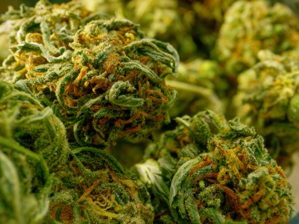 Macro Shot of Marijuana (Cannabis) Bud (Hemp, CBD)