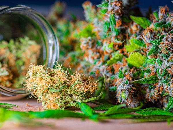 The use of cannabis as medicine has not been rigorously tested due to production and governmental restrictions, resulting in limited clinical research to define the safety and efficacy of using cannabis to treat diseases.