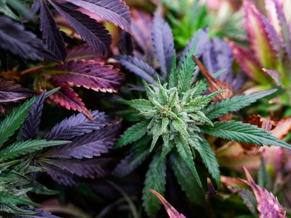marijuana plant on the farm medical cannabis, leaves and trichomes are the best strain