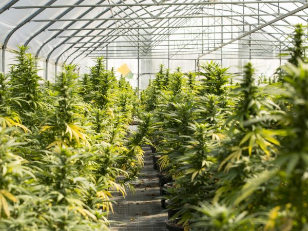 Greenhouse With Cultivated Cannabis Plants in Flowering Stage.