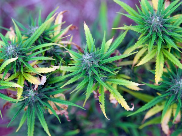 Cannabis plant maturing outdoor in Nepal. Selective focus.You can find more Marijuana images here :