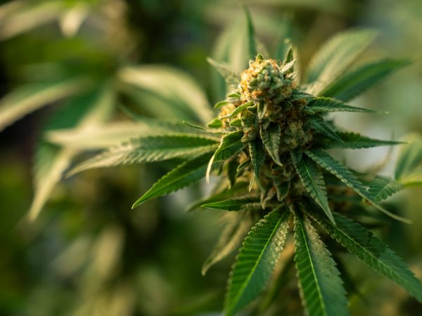 Close up of green canabis plant
