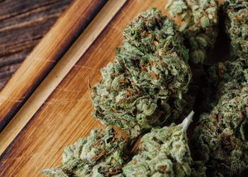 close-up dried cannabis flowers