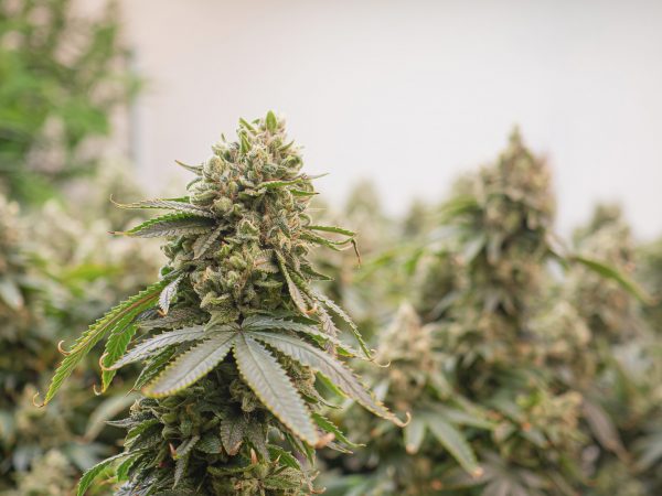 Close Up Of Cannabis Flowers In Jar And Table