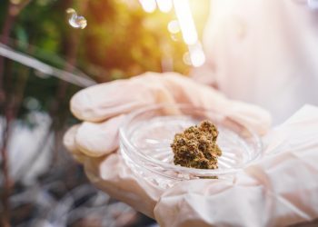 A male scientist wearing rubber gloves holding a sample of dried cannabis bud on a small glass plate.