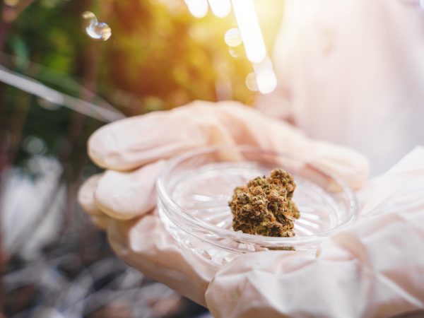 A male scientist wearing rubber gloves holding a sample of dried cannabis bud on a small glass plate.