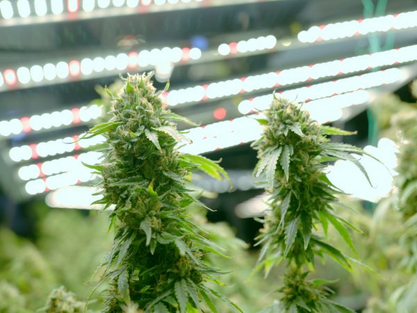 marijuana growing inside of a grow room